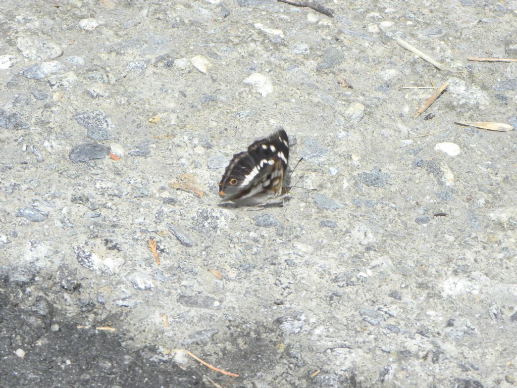 Conferma determinazione: Apatura iris - Nymphalidae